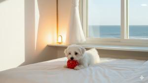 a white dog sitting on a bed holding a red ball at Goseong Jajackdo Aroma Pension in Goseong