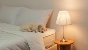 a white cat sleeping on a bed next to a lamp at Gapyeong Nature Pension in Gapyeong