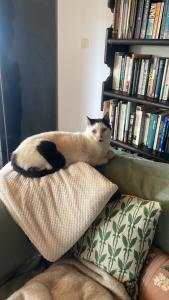 a cat sitting on top of a pillow on a book shelf at Connemara sea side house, dog paradise! in Leagaun