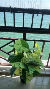 a plant sitting on a table in front of a window at PD Grand SEAVIEW in Port Dickson