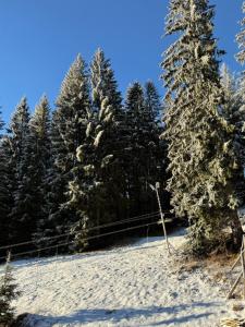 a snow covered slope with trees in the background at Horský hotel Vidly in Karlova Studánka