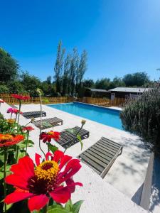 a swimming pool with chairs and a red flower at Complejo majua in Cosquín