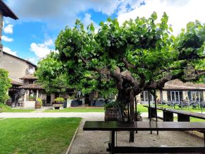 a tree sitting on a bench in a park at Agriturismo il Vagabondo in Buttrio