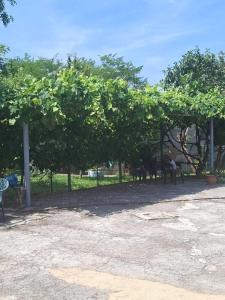a group of people sitting under a bunch of trees at Apartman - TAHRIC in Bihać +3 photos