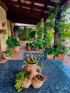 a group of potted plants in a patio at Agriturismo Antiglia in Sovana