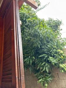 a tree with lots of green fruits on it at Chalé Jorge in São Thomé das Letras