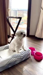 ein kleiner weißer Hund sitzt auf einem Bett in der Unterkunft DREAM By Stannum Hotel in La Paz