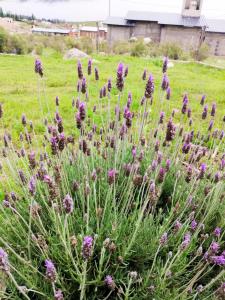 a bunch of purple flowers in a field at Habitaciones La Apacheta - El Mollar in Tafí del Valle