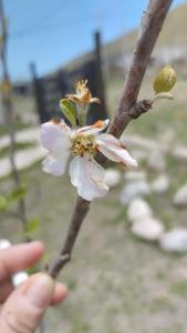 a person holding a flower on a tree branch at Habitaciones La Apacheta - El Mollar in Tafí del Valle