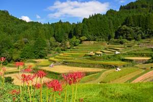 a terraced field with red flowers on a hill at Omuta Heights in Ōmuta