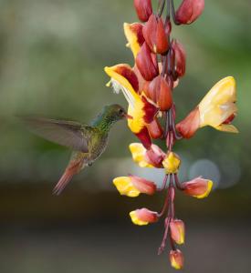 a hummingbird feeding from a flower at Centro Holístico Allpa Samay in Estación El Salto