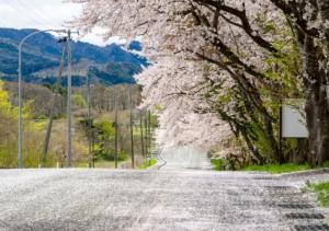 a tree lined road with white flowers on it at Pension Kamifuji in Semi