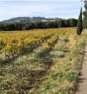 a field with yellow flowers and a dirt road at Mas des Côtes in Saint-Hippolyte-le-Graveyron