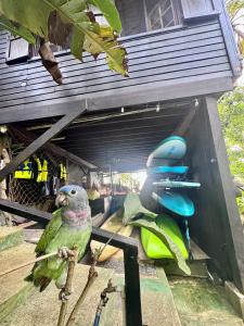 a green parrot sitting on a branch under a building at Bocas Sunset Beach House in Bocas Town