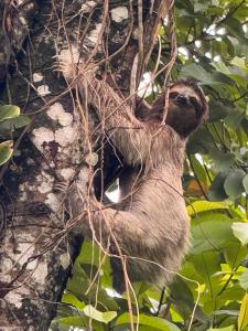 a sloth hanging from the side of a tree at Bocas Sunset Beach House in Bocas Town