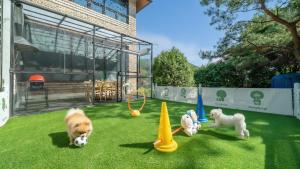 two dogs playing with toys on the grass at Pocheon luxjay pet Pension in Pocheon +1 photo