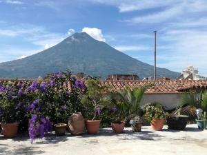 a view of a mountain with plants and flowers at Posada San Sebastian in Antigua Guatemala