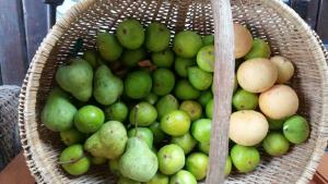 a basket filled with green and brown fruit at Boutique Vintage Forest Cabin in Stormsrivier