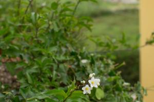 un gruppo di fiori bianchi in un giardino di Il Gelsomino a Roseto degli Abruzzi