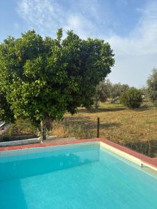 a swimming pool with a tree and a field at Monte do Vale in Casa Branca