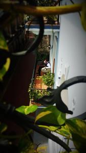 Um jardim em La Isabela Suites