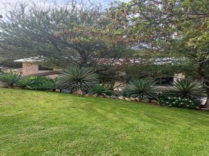 a house with a tree and some plants in a yard at Cascata Lodge in Outjo +10 photos