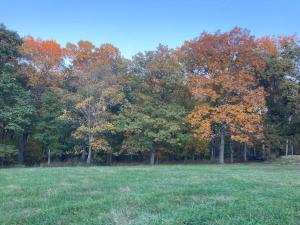 a field with trees in the background with green grass at Dogwood Den- Cozy Forest A-Frame Near Bentonville in Rogers +24 photos