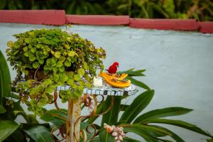 a bird sitting on a table next to a plant at VELINN Pousada 8 Ilhas in Ilhabela +21 photos