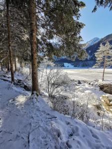 a tree in the snow next to a body of water at SkiLift Tarvisio Apartment Free Parking in Tarvisio