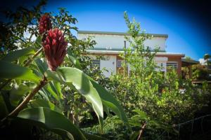 eine Pflanze mit einer roten Blüte vor einem Gebäude in der Unterkunft Sikriyé in Petit-Bourg