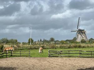 two horses grazing in a field with a windmill at Chalet aan de Rotte in Rotterdam +13 photos