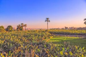 a field of crops with palm trees in the background at Villa Desert Rose in Luxor