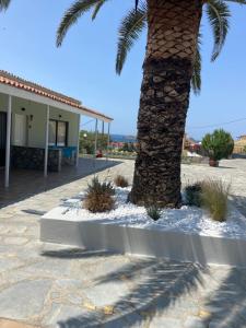 a palm tree next to a building with a palm tree at Αγριελια Apartments in Platy