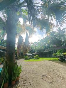 a palm tree in front of a house at 29 Palm's Panglao Suites in Panglao Island