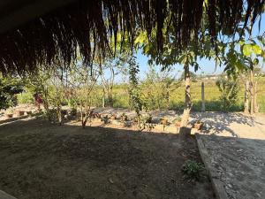 a group of birds sitting on the ground under a tree at Hostel Jungle Beats in Sauraha +14 photos