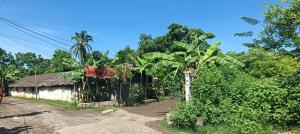 a small house with a palm tree next to a dirt road at Villa Jasmin, NOSY BE in Ambaro