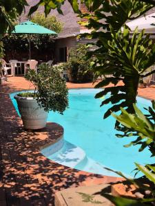 a swimming pool with an umbrella and some plants at @Echeveria in Montagu