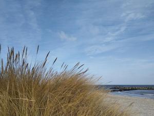 a field of tall grass on a beach at Ferienwohnung Birklund in Probsteierhagen