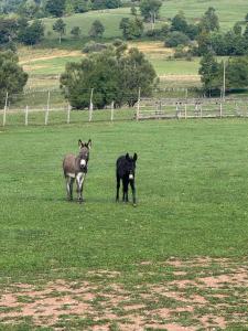 two animals standing in a field of green grass at Rijeka in Jahorina
