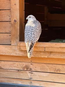 a bird is standing on a wooden porch at Rijeka in Jahorina