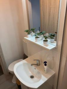 a bathroom with a sink and a mirror with potted plants at Garsoniera Goldis in Arad