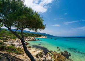a tree on the shore of a beach at Sea View Traditional Villa in Vourvourou