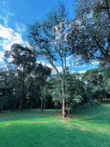 a tree in the middle of a grass field at Chalé Rio das Pedras - Chalé 03 in Chapecó +5 photos