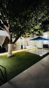 a large tree in the middle of a yard at night at Casa Niagara in San Antonio +8 photos
