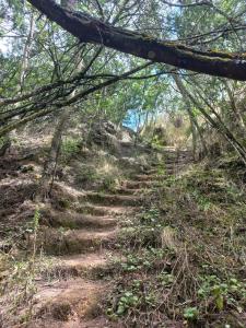 a dirt trail in the woods with trees at Bosque Venado de Oro in Guatavita