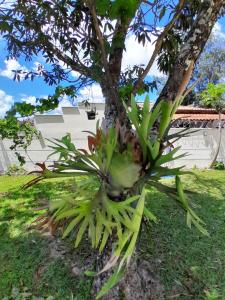 a plant growing on the side of a tree at Mansion in the mountains in Teresópolis