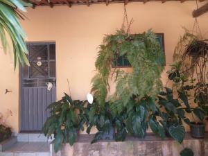 a group of plants on the side of a building at Kitnet para 4 pessoas in Triunfo