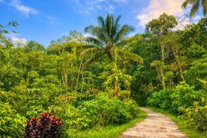 a dirt road through a jungle with a palm tree at Lonovilla Menoreh Yogyakarta in Junggrangan