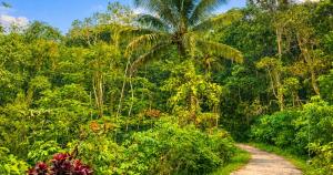 a dirt road through a jungle with a palm tree at Lonovilla Menoreh Yogyakarta in Junggrangan +3 photos