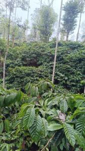 a field of green plants with trees in the background at Golden Valley Abode in Siddapur